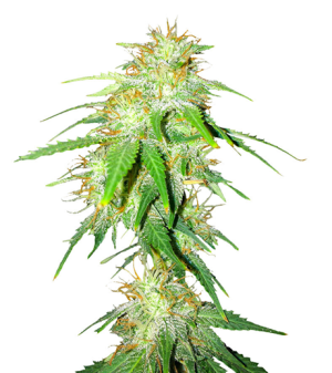 1721911531352.png 1721911531352.png