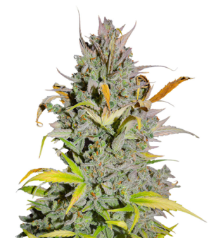 1721911811655.png 1721911811655.png