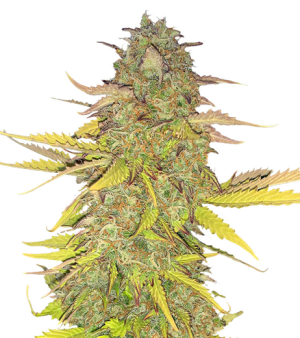 1721912303229.png 1721912303229.png