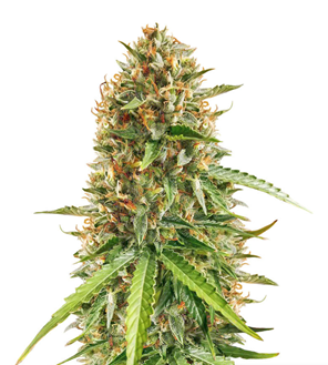 1723038953977.png 1723038953977.png