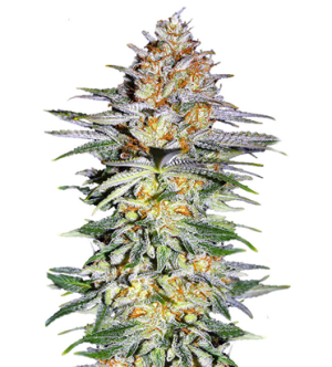 1723048004493.png 1723048004493.png