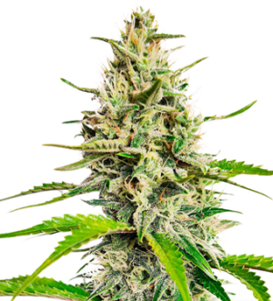 1723048008703.png 1723048008703.png