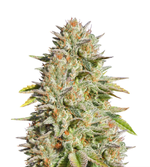 1723210338149.png 1723210338149.png