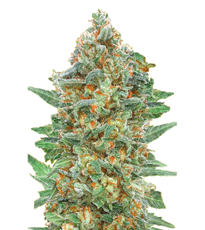 1723214374304.png 1723214374304.png