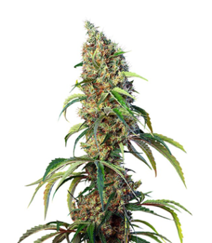 1723214379378.png 1723214379378.png