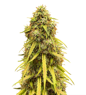 1723214382842.png 1723214382842.png