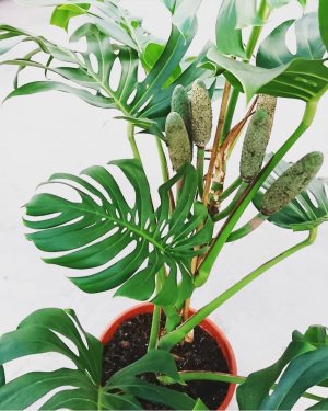 eb6d35fd8c56c7c47fc4d5ad5676f8d1-2488477610.jpg eb6d35fd8c56c7c47fc4d5ad5676f8d1-2488477610.jpg