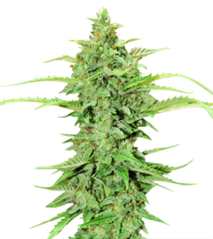 1723793852184.png 1723793852184.png