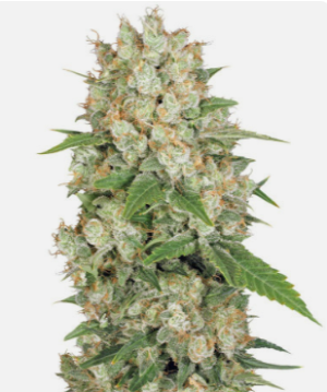 1724322998653.png 1724322998653.png