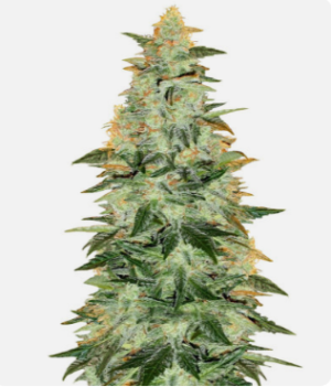 1724323028320.png 1724323028320.png