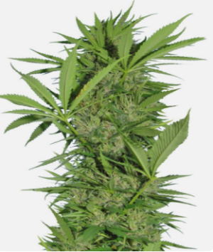 1724323066931.png 1724323066931.png