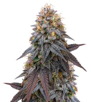 1724343860294.png 1724343860294.png