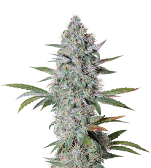 1724343872813.png 1724343872813.png