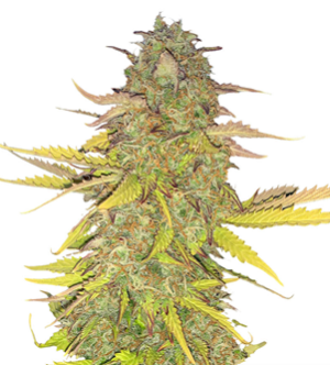 1724343891669.png 1724343891669.png