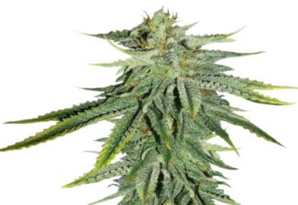 1724409858329.png 1724409858329.png