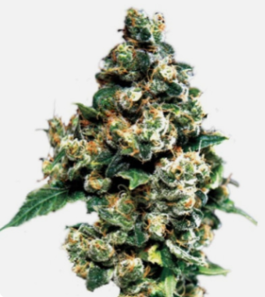 1724409900310.png 1724409900310.png