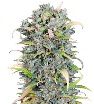 1724767814054.png 1724767814054.png