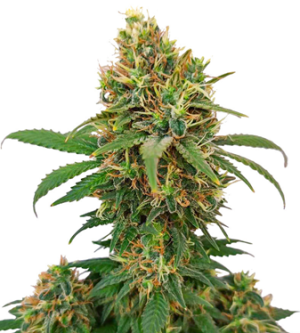 1724767839672.png 1724767839672.png