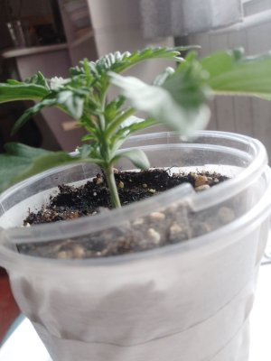 photo_1_2024-08-28_17-29-50.jpg photo_1_2024-08-28_17-29-50.jpg