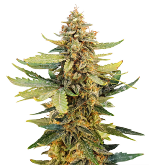 1724843541478.png 1724843541478.png