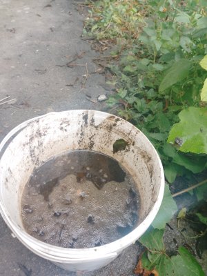 IMG_20240831_100536_696.jpg IMG_20240831_100536_696.jpg