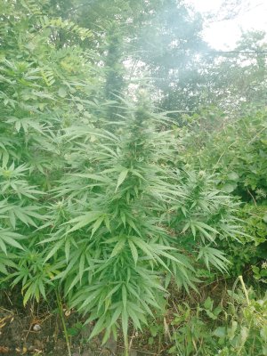 IMG_20240831_101050_850.jpg IMG_20240831_101050_850.jpg