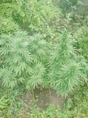 IMG_20240831_101055_568.jpg IMG_20240831_101055_568.jpg