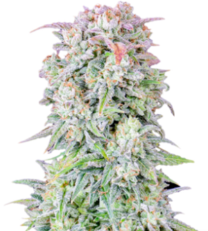 1725222994009.png 1725222994009.png