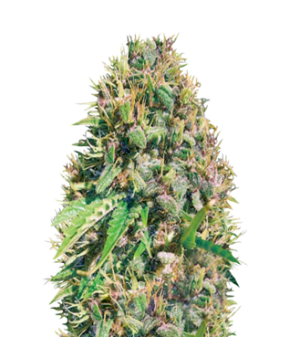 1725272811090.png 1725272811090.png