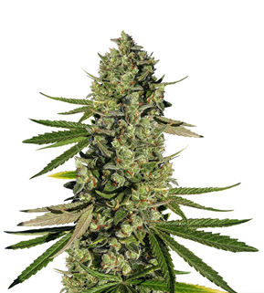 1725272819045.png 1725272819045.png