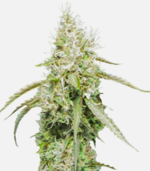 1725281041192.png 1725281041192.png