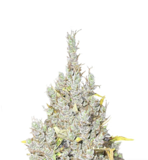 1725617139747.png 1725617139747.png