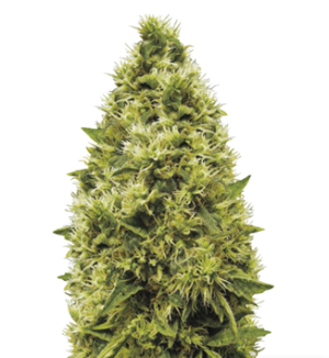 1725617148979.png 1725617148979.png