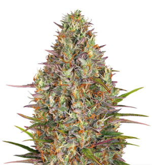 1725983996942.png 1725983996942.png