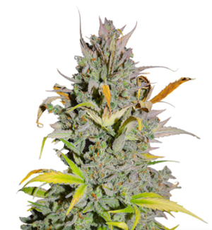 1725984001207.png 1725984001207.png