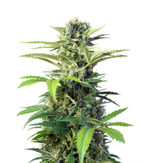 1725996115782.png 1725996115782.png