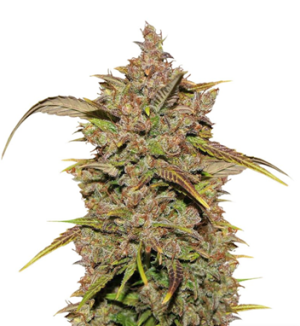 1726259546852.png 1726259546852.png