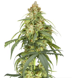 1726390804221.png 1726390804221.png