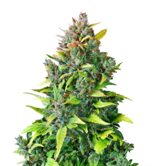 1726390807804.png 1726390807804.png