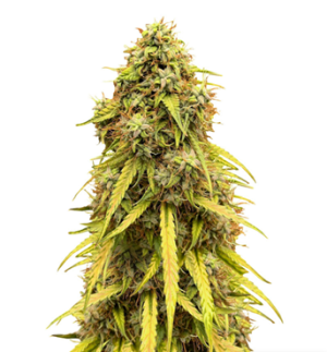 1726390812247.png 1726390812247.png