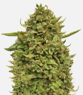 1726487670955.png 1726487670955.png