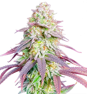 1726669832627.png 1726669832627.png