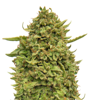 1726832576241.png 1726832576241.png