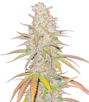 1727114297732.png 1727114297732.png