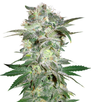 1727114355784.png 1727114355784.png