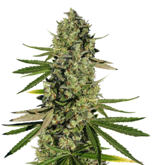 1727282143644.png 1727282143644.png