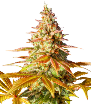 1727282226602.png 1727282226602.png