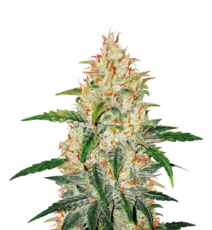 1727338437211.png 1727338437211.png