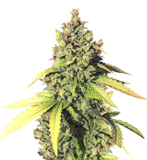 1727802062983.png 1727802062983.png