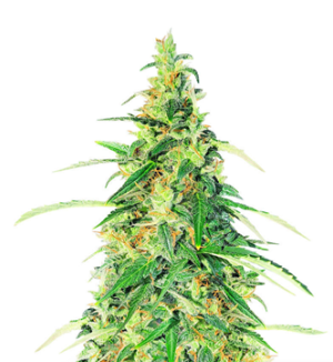 1727802070062.png 1727802070062.png